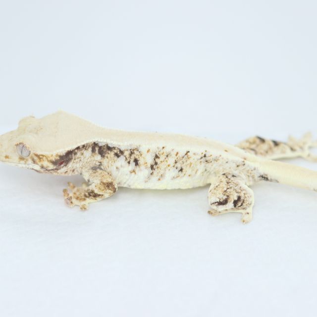 릴리화이트 트라이