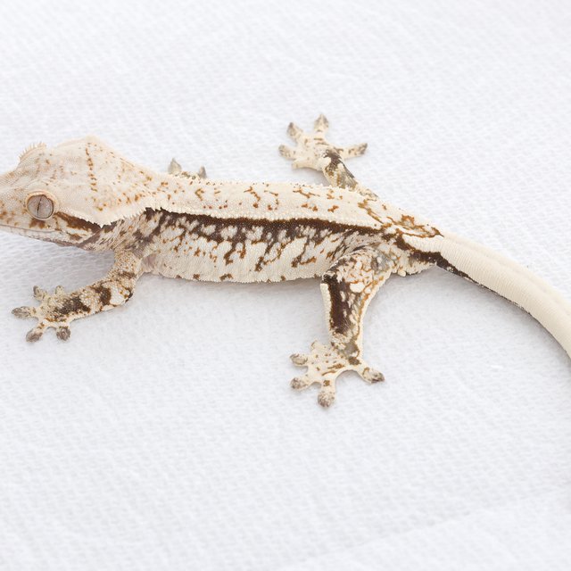 Tri Extreme Harlequin Quad Normal