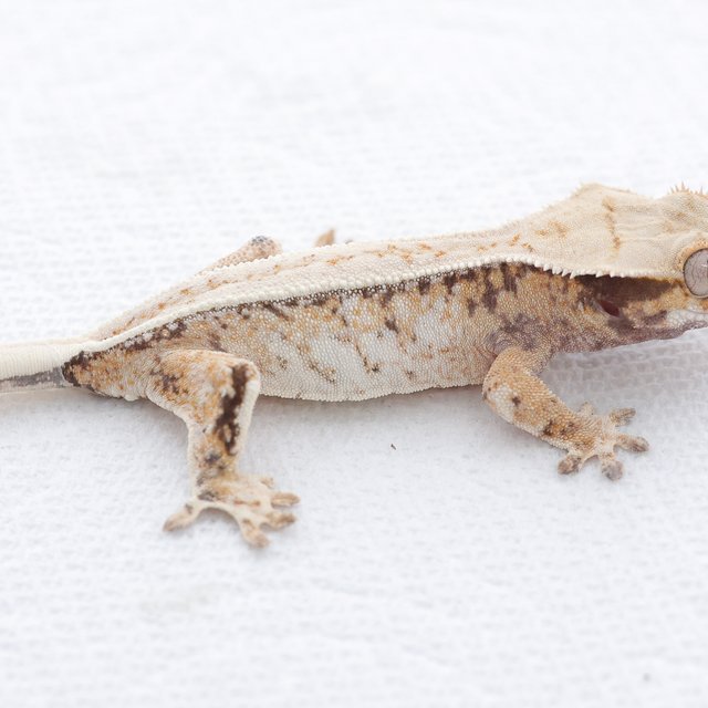 Drippy White Spot Tri Extreme Harlequin Normal