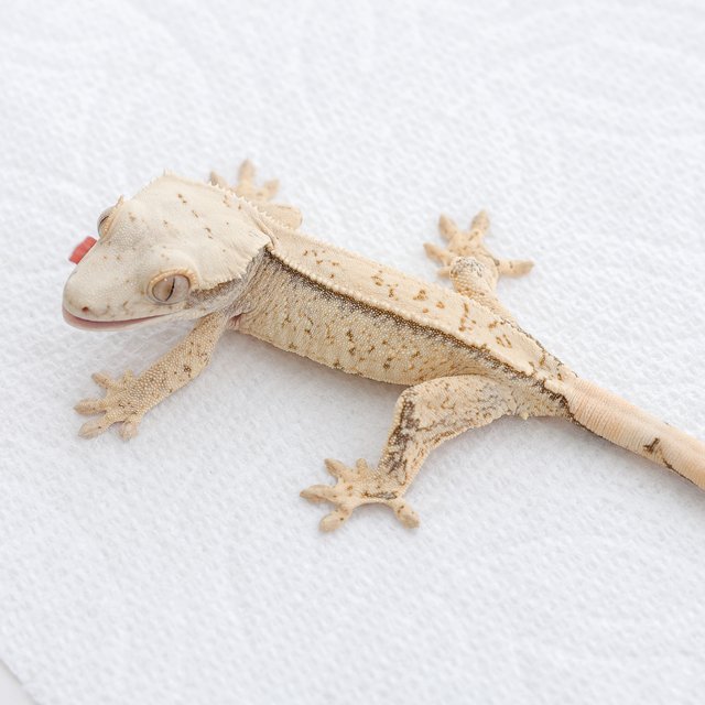 White Spot Tri Extreme Harlequin