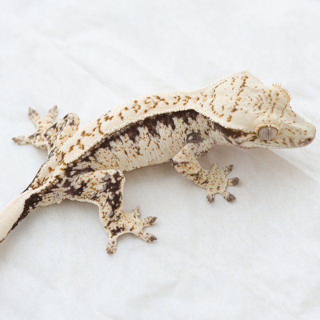 Tri Extreme Harlequin