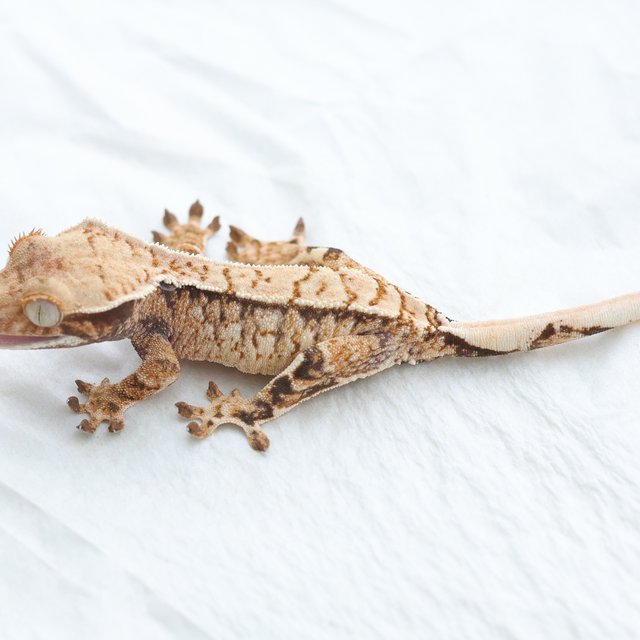 Drippy White Spot Tri Extreme Harlequin Normal