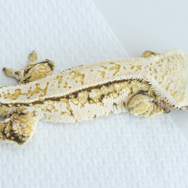 Tri Quad Full Pinstripe Normal