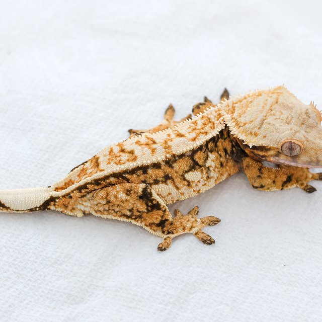 트라이 익스트림할리퀸