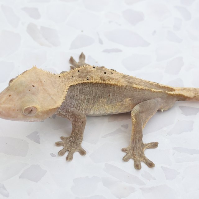 Hypo