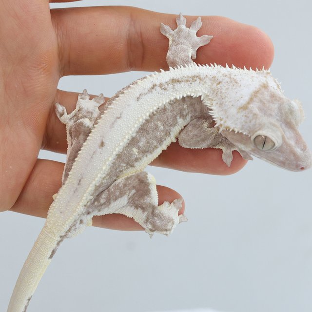 Lilly Axanthic