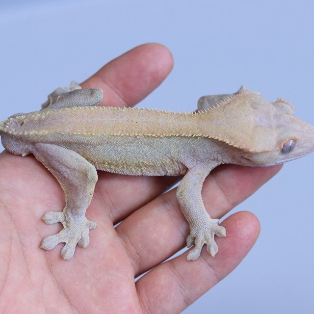 Hypo