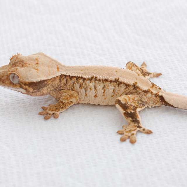 Tri Extreme Harlequin Quad Normal