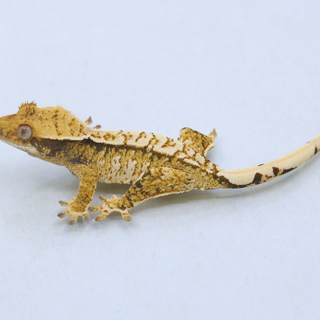 트라이 익스트림할리퀸