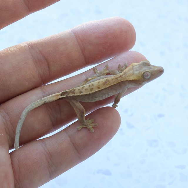 Hypo