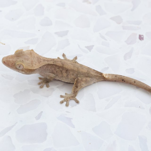 Hypo