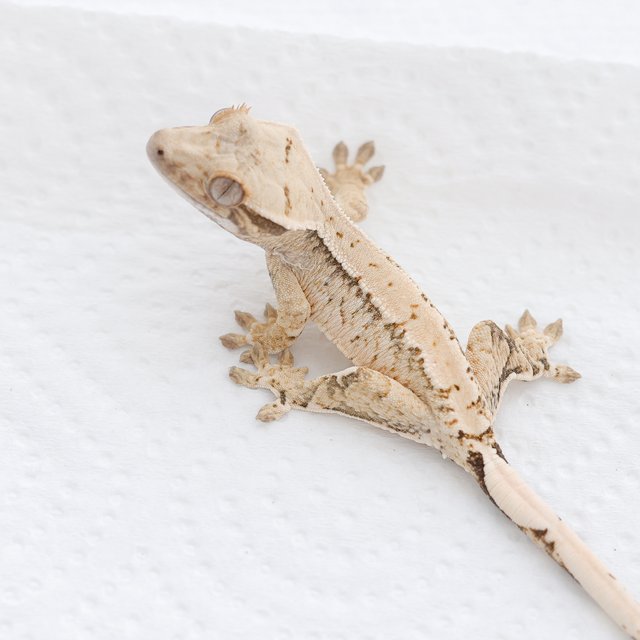 Drippy White Spot Tri Extreme Harlequin