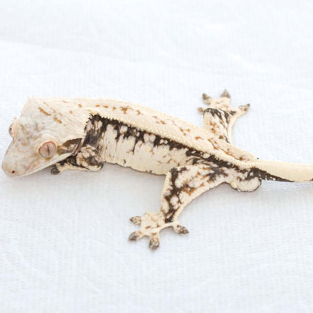 트라이 익스트림할리퀸