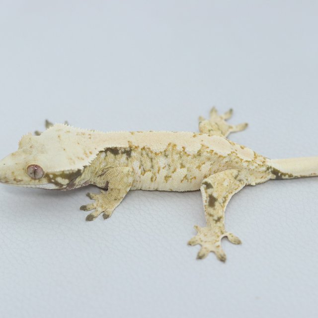 노멀 트라이 익스트림할리퀸 화이트스팟 솔리드백