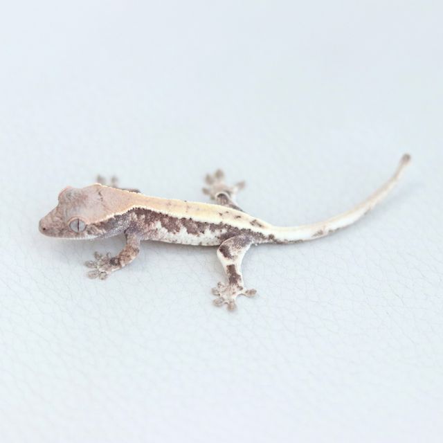 100%헷아잔틱 릴리 세이블