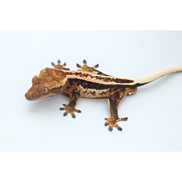 Normal Tri Extreme Harlequin Full Pinstripe