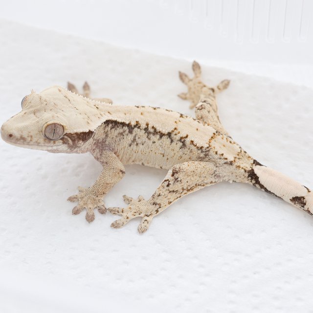 Drippy White Spot Tri Extreme Harlequin