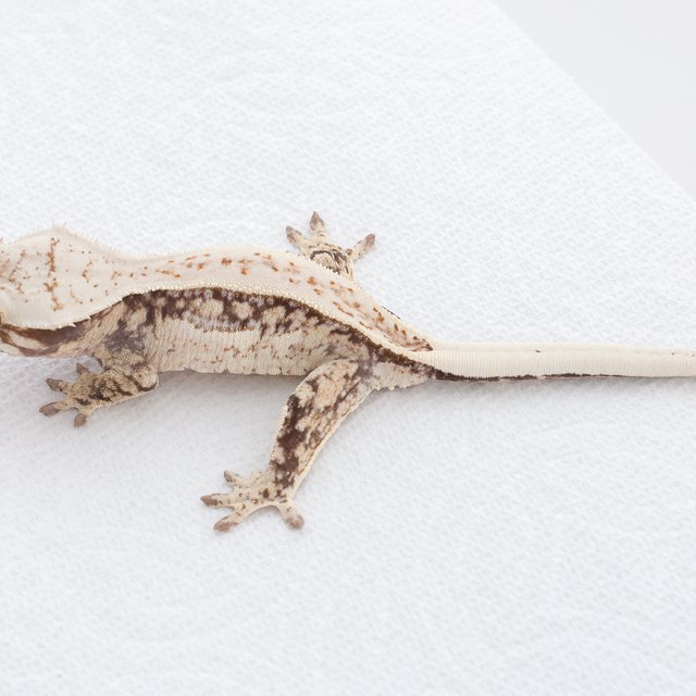 Tri Extreme Harlequin Quad Full Pinstripe Normal