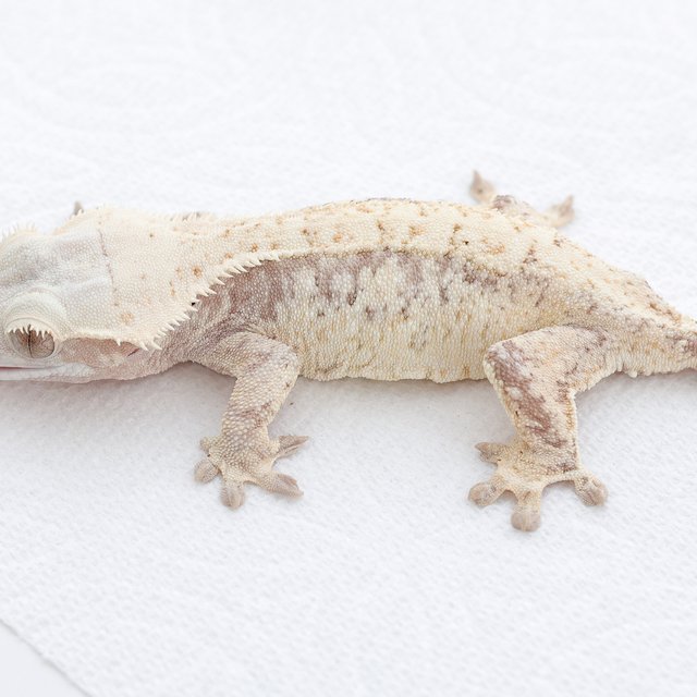 Red White Spot Tri Extreme Harlequin