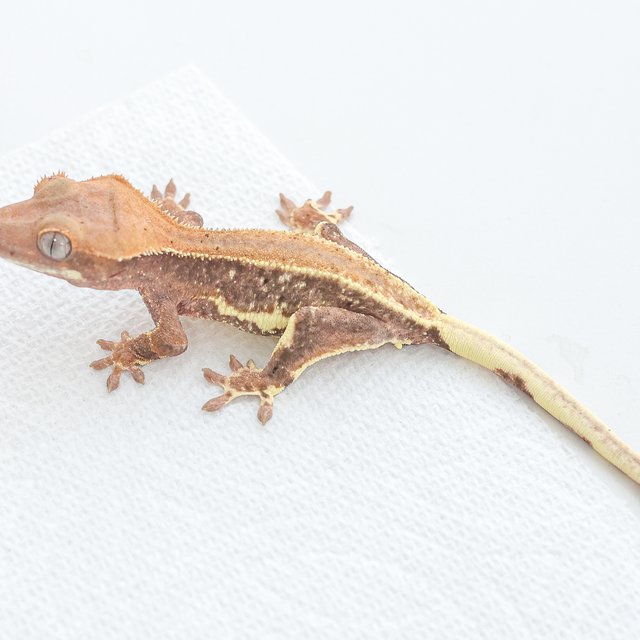 Hypo Phantom LW Sable