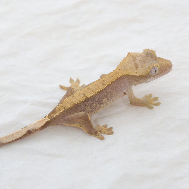 Hypo