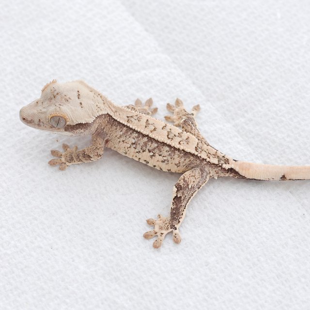 Drippy White Spot Tri Extreme Harlequin Quad Normal