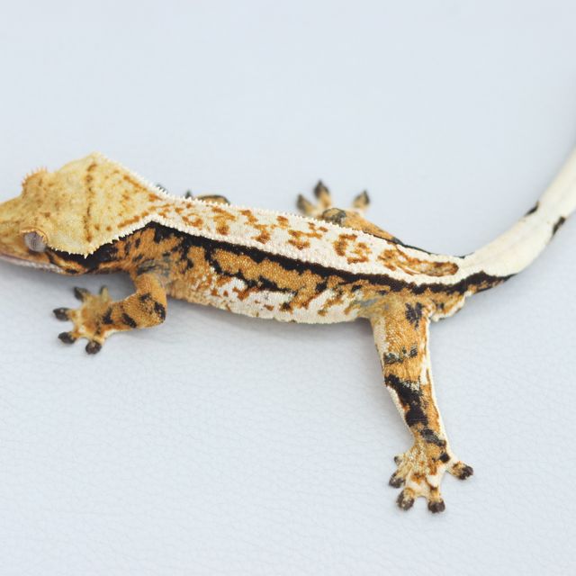 Tangerine Full Pinstripe Tri Quad Normal