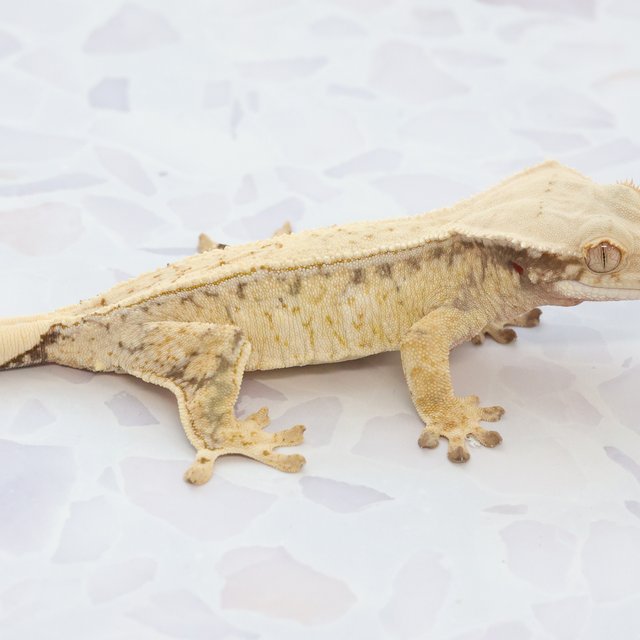 Drippy White Spot Tri Extreme Harlequin Quad Full Pinstripe