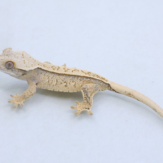 드리피 화이트스팟 트라이 익스트림할리퀸