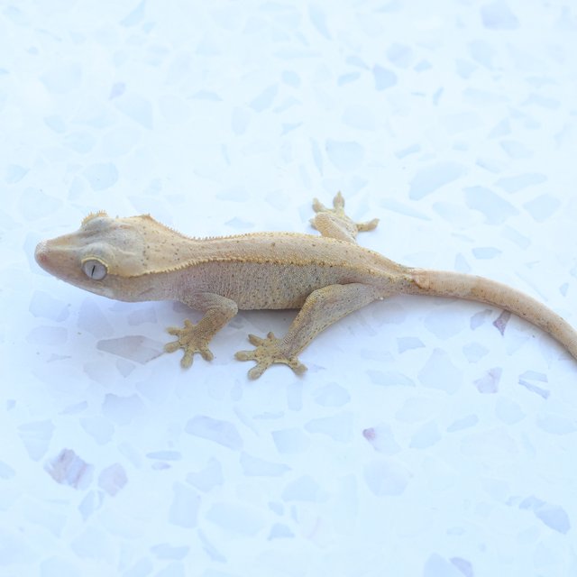 Hypo Phantom