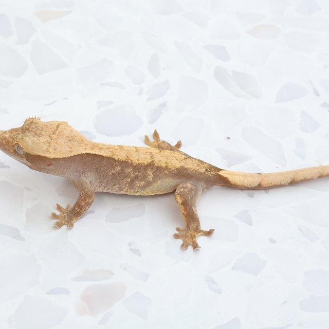 Hypo