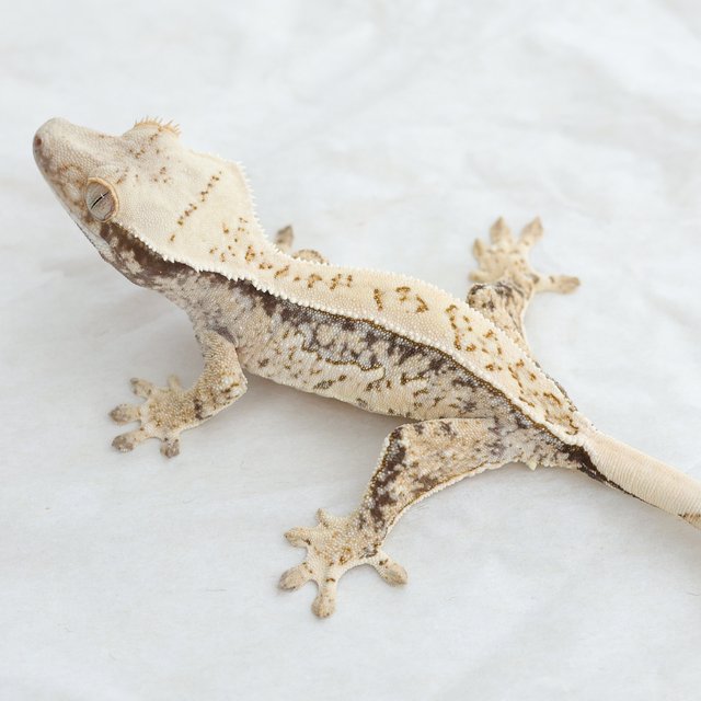 Normal Quad Full Pinstripe Drippy White Spot