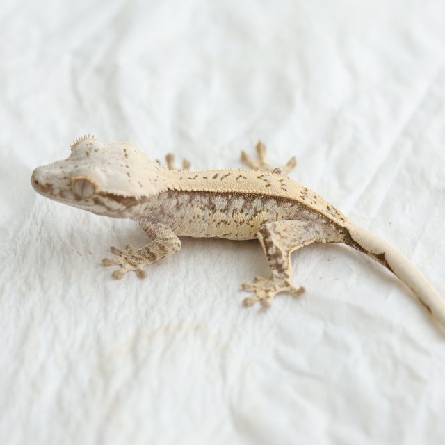 Tri Quad Full Pinstripe Drippy White Spot Normal