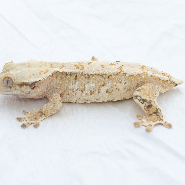 Normal Tri Drippy Extreme Harlequin Quad White Spot