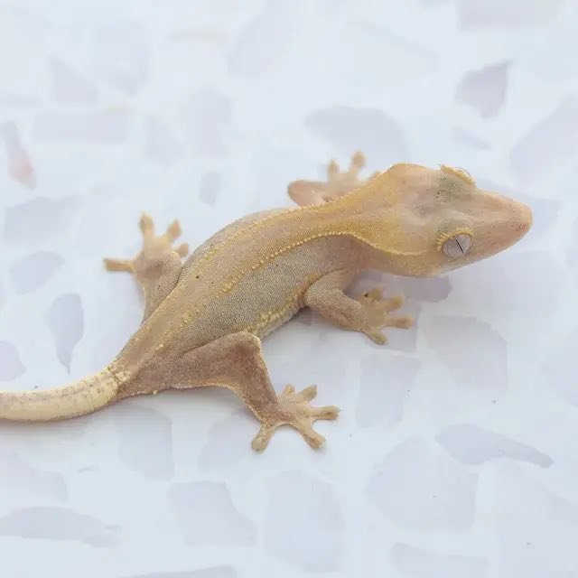 Hypo