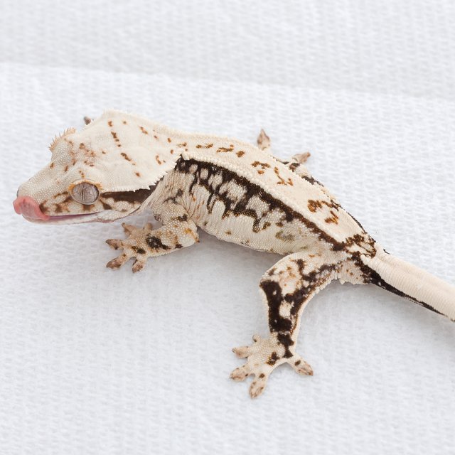 Quad Tri White Spot Normal