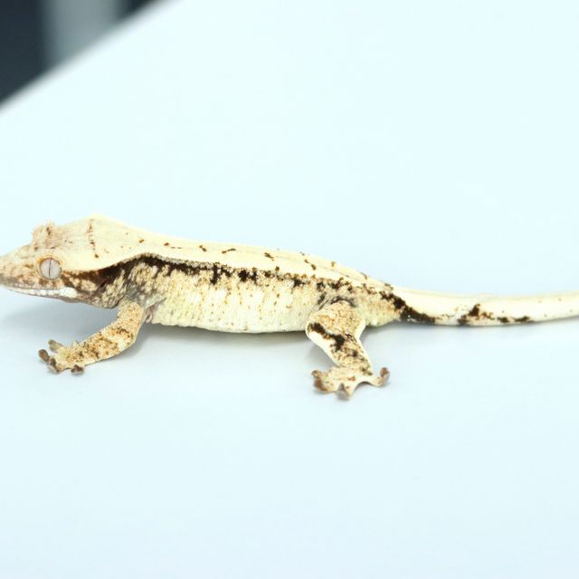 노멀 트라이 드리피 화이트스팟 익스트림할리퀸