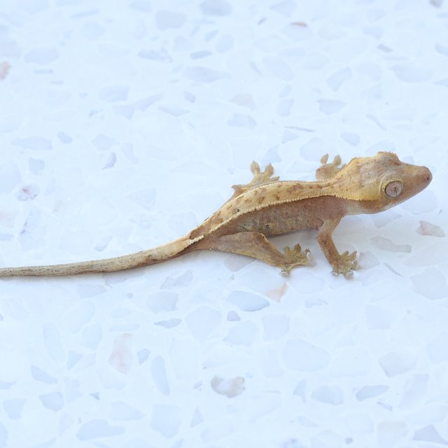 Hypo