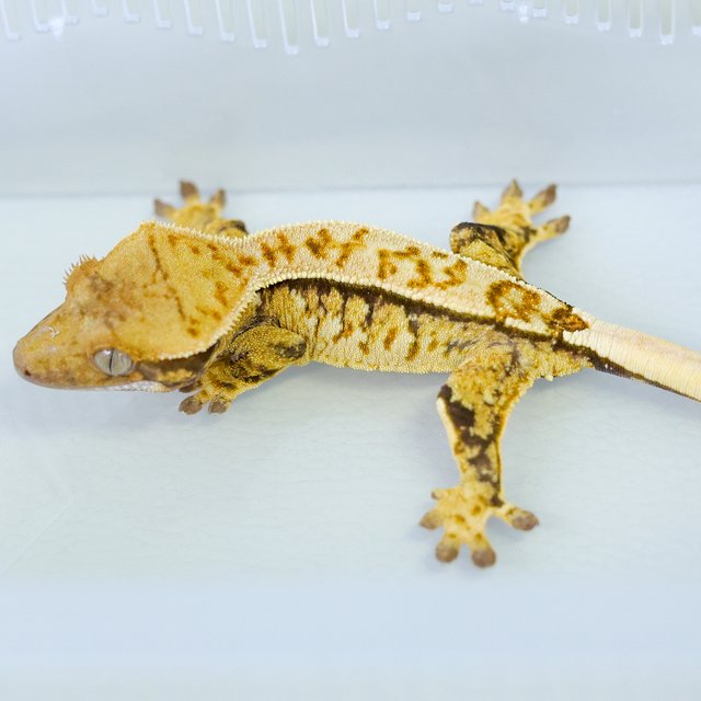 노멀 트라이 익스트림할리퀸