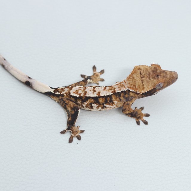 Normal Tri Extreme Harlequin Tangerine