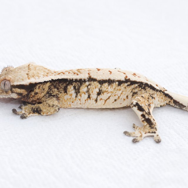 Tri Extreme Harlequin White Spot Normal