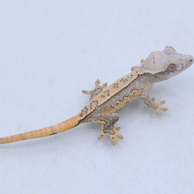 트라이 익스트림할리퀸 쿼드 드리피 화이트스팟