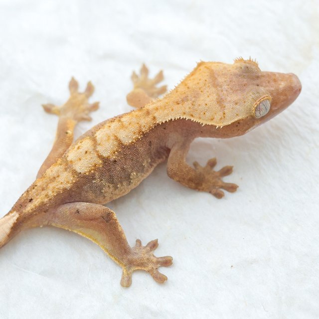 Hypo