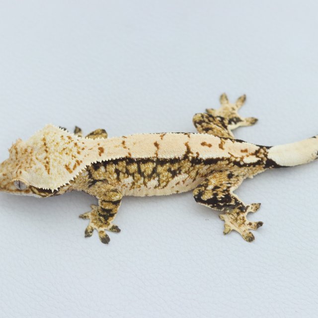 Normal Tri Extreme Harlequin Quad Tangerine