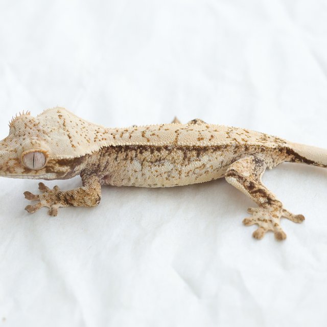 Quad Full Pinstripe Drippy White Spot Tri Normal