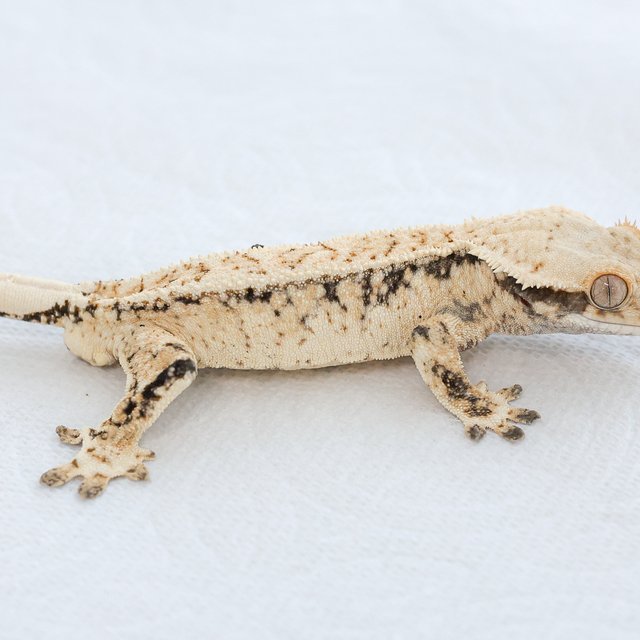 드리피 화이트스팟 트라이 익스트림할리퀸