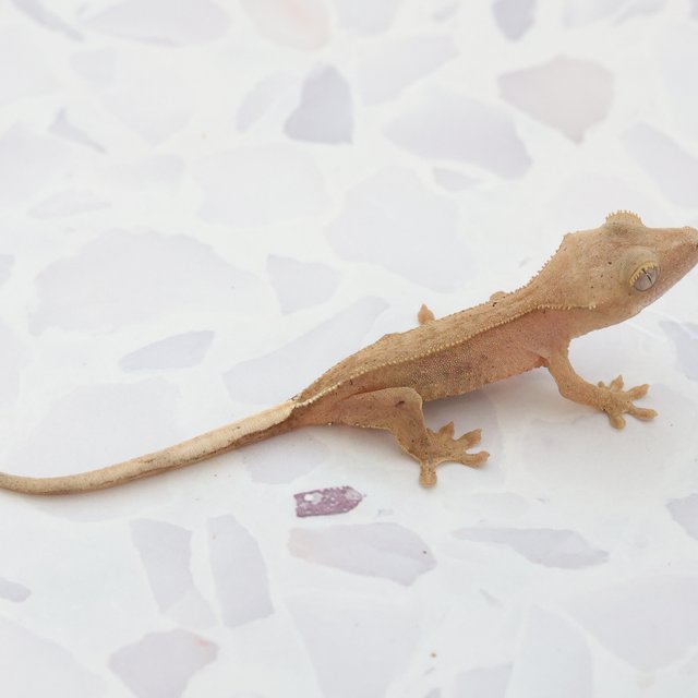 Phantom Hypo Normal