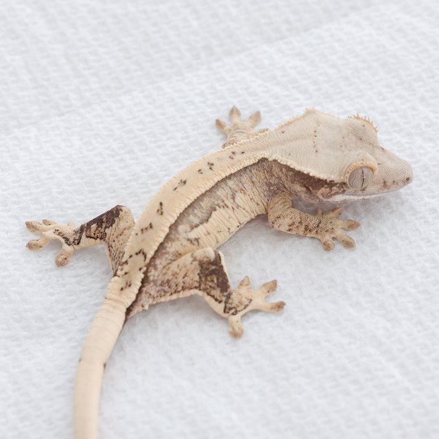 Normal Tri Quad Full Pinstripe