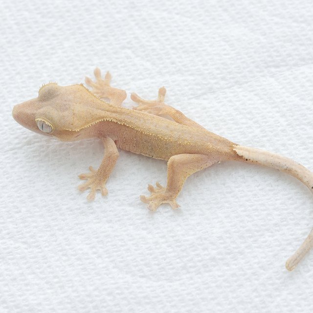 Hypo Red Phantom