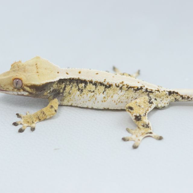 Drippy White Spot Tri Extreme Harlequin Normal